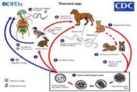 Bệnh giun toxocara