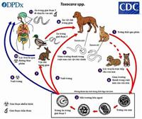 Bệnh ấu trùng giun đũa chó/mèo: Hướng dẫn chẩn đoán, điều trị và phòng bệnh