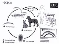 Hướng dẫn chẩn đoán, điều trị và phòng bệnh viêm da do ấu trùng giun móc chó/ mèo ở người