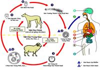 Bệnh sán dây chó : Hướng dẫn chẩn đoán, điều trị và phòng bệnh